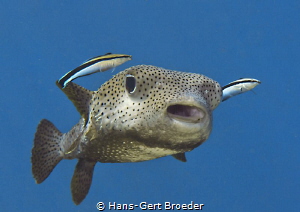 Porcupinefish
Escort for the football worldcup champion ... by Hans-Gert Broeder 